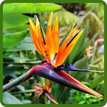 Bird of Paradise Tropical Crane-Like Blooms