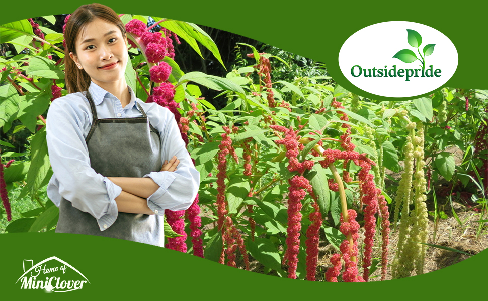 Amaranthus Foliage Plant