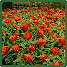 image of flower