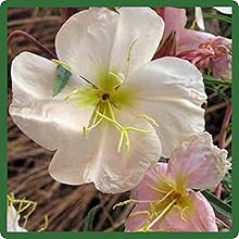 Fragrant Oenthera Pale Evening Primrose