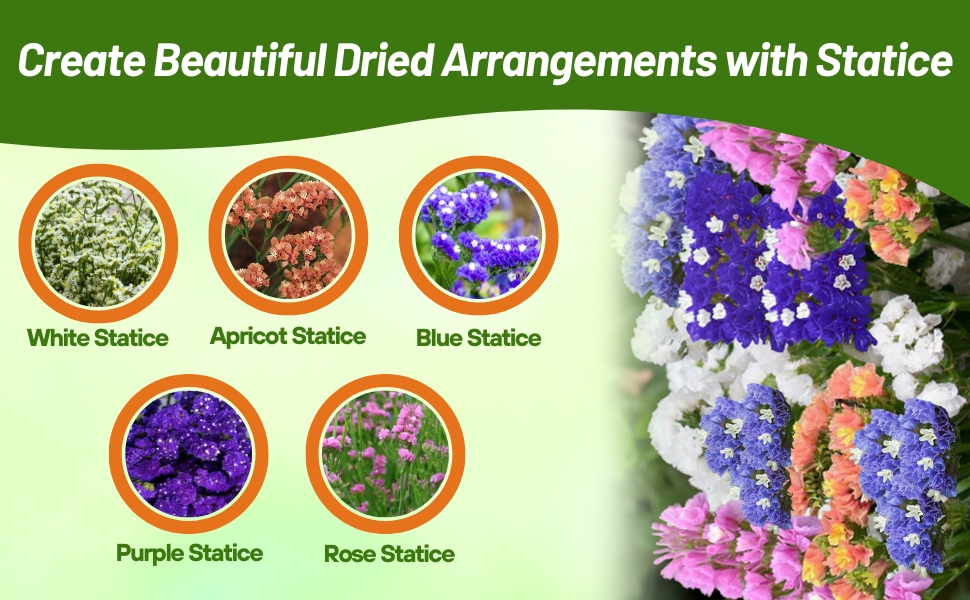White, Apricot, Blue, Purple, & Rose Statice Flower Varieties
