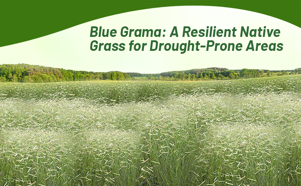 Everwilde Farms 1/4 Lb Blue Grama Native Grass Seeds - Bouteloua Gracilis, Perennial Ornamental, Mylar Packet