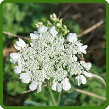 Anise Umbel-Shaped White Flowers
