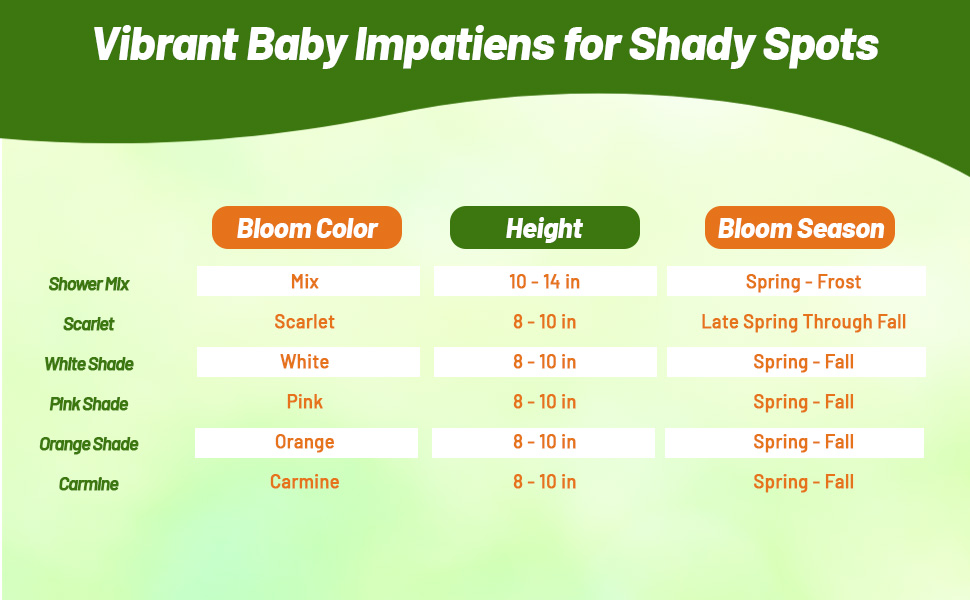 Bloom Season, Height, & Color Chart for Baby Impatiens Flowers