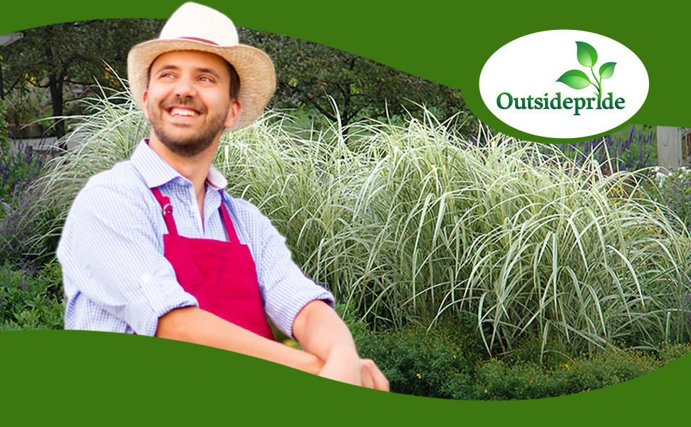 Miscanthus Ornamental Grass Garden