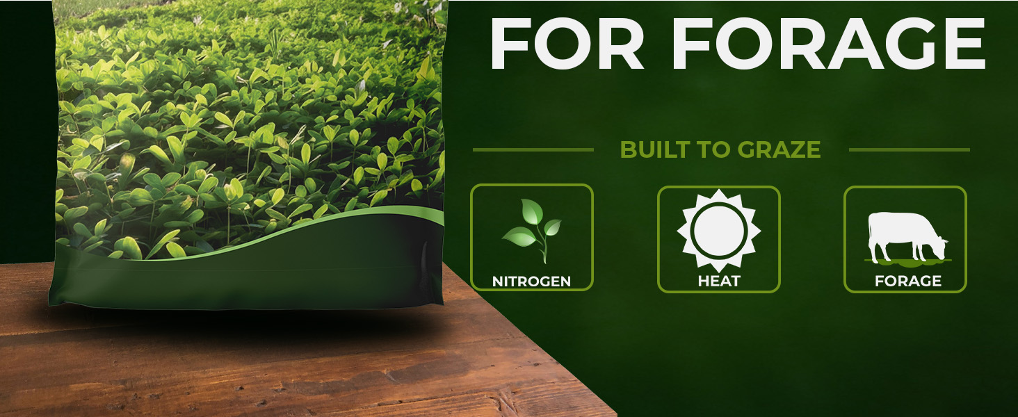 Berseem Clover Forage Seeds