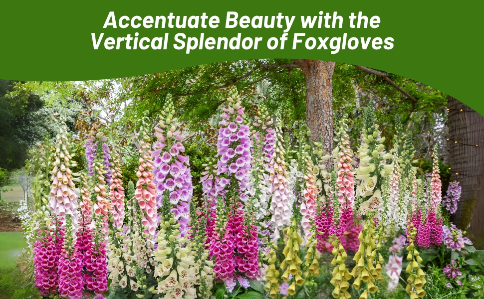 Colorful Foxglove Flower Garden in Park