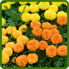 Dwarf, Compact Tagetes Patula French Marigold Flowers