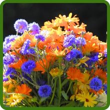 Easy To Grow Annual Sun Wildflower Seed Mixture