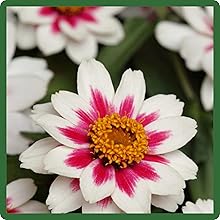 Double Zinnia Zahara Rose Starlight Flower