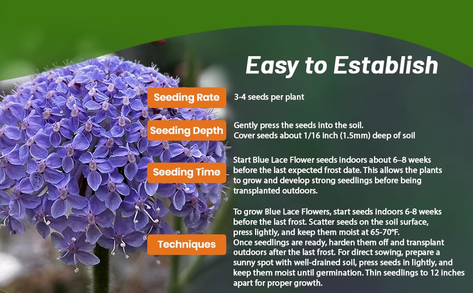 Planting Instructions For Blue Lace Flower