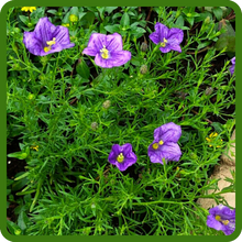 image of flower