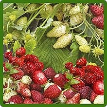 Harvested Strawberries