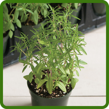 Easy to Grow Savory Container Plant