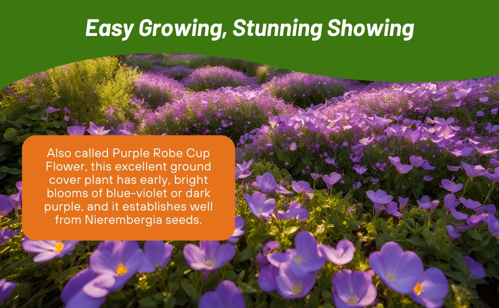 Nierembergia Purple Robe Cup Flower Garden