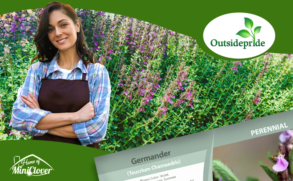 Germander Herb Plants