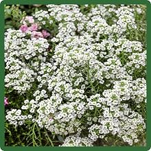 Continuous Blooms of Sweet Alyssum