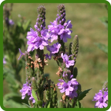 Drought-Tolerant and Hardy Vervain