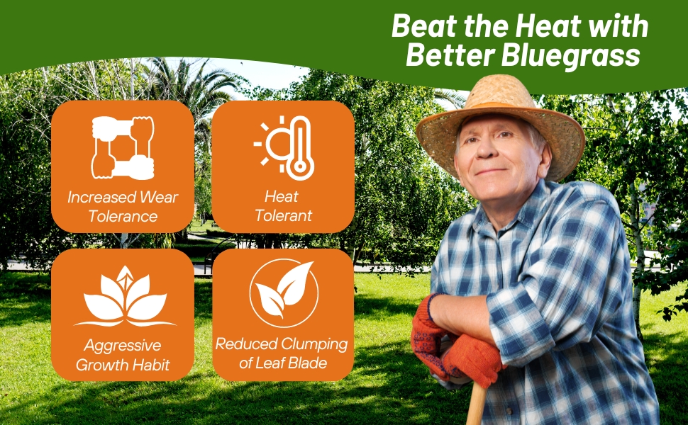 Heat & Drought Tolerant SPF-30 Hybrid Bluegrass Grass Seed