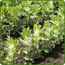 High Biomass Fava Bean Production