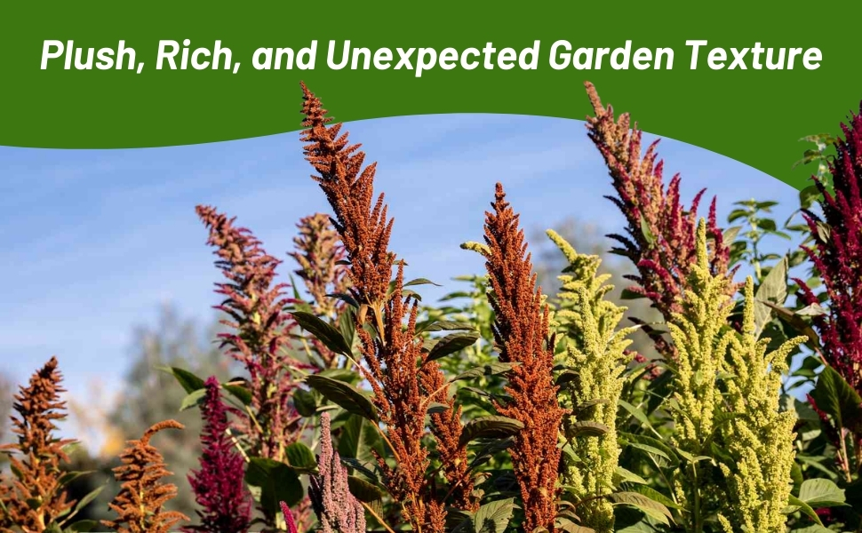 Tall Amaranthus Flower Spikes