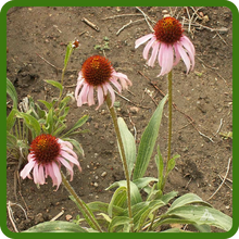 Perennial Echinacea Coneflower Flowers In Blooms
