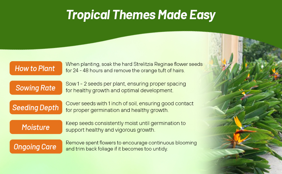 Planting Directions For Bird of Paradise Flower Seeds