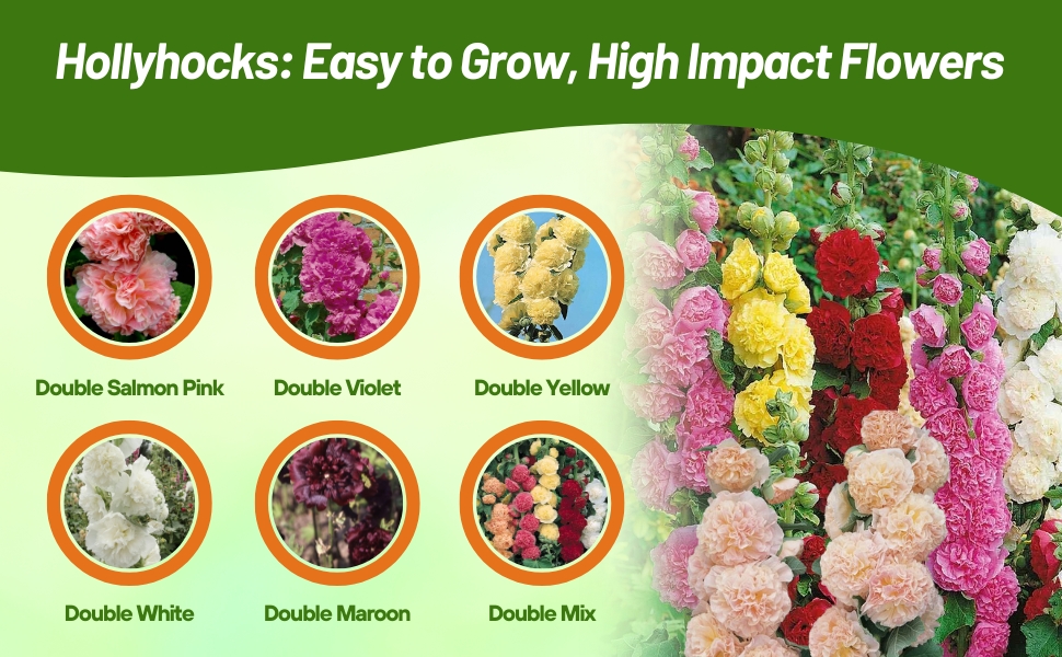 Double Flowering Hollyhock Varieties of Salmon Pink, Violet, Yellow, White, Maroon, & MIxture