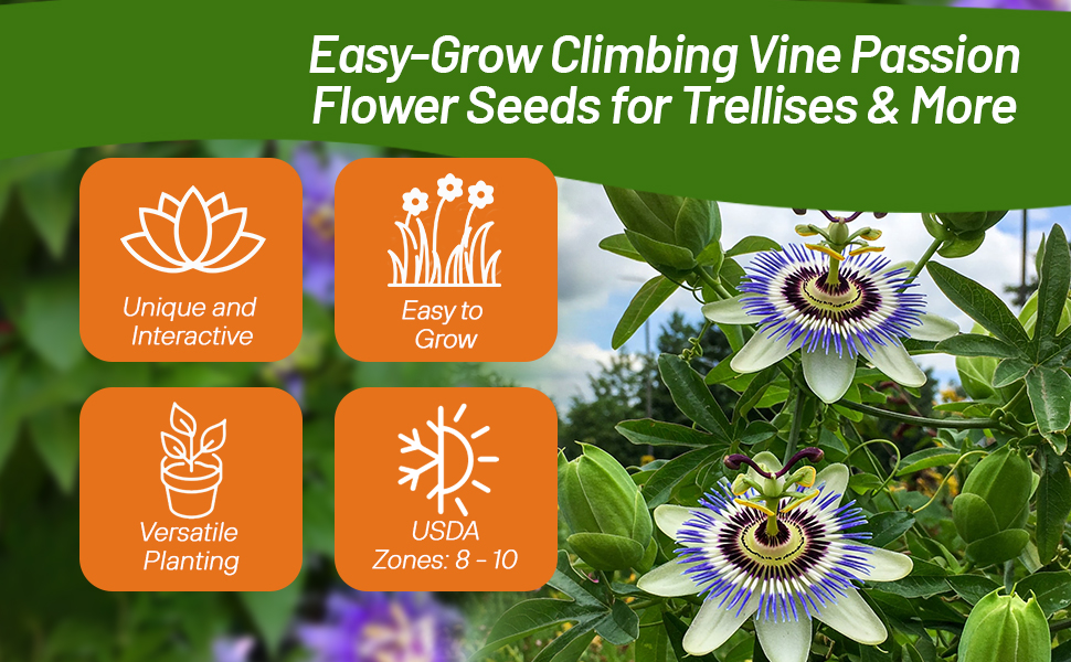Passion Flower Climbing Vine