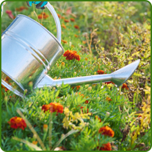 Low Water and Maintenance of Zinnia Zahara Raspberry Lemonade Flowers