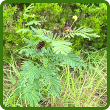 Illinois Bundleflower For Erosion Control