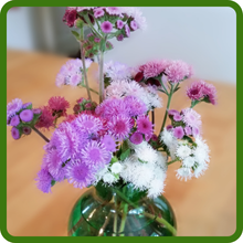 Ageratum Cut Flowers In Vase