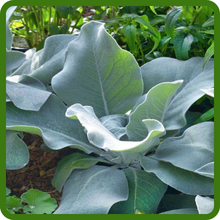 Attractive Foliage of Verbascum Mullein Plants