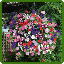 Easy Wave Petunia Hanging Basket