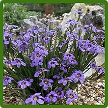 Heirloom Blue-eyed Grass Flowers