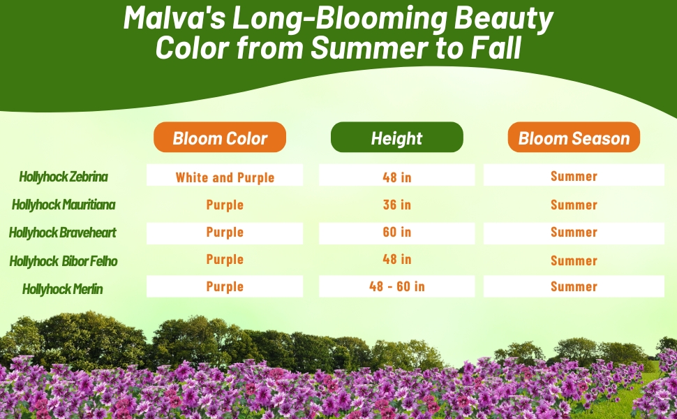 Bloom Season, Height, &amp; Color Chart For French Hollyhock