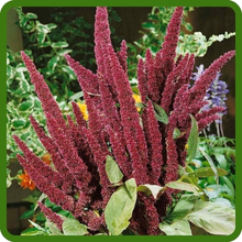 Red Flower Spikes of Amaranthus