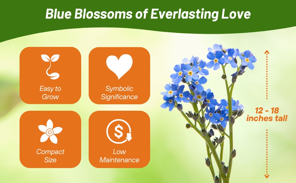 12 - 18 tall Chinese Forget Me Not Flowers