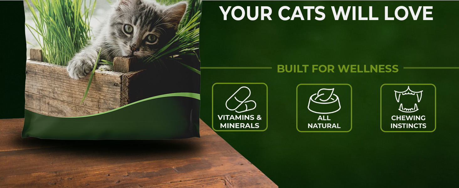 Cat Grass Seeds