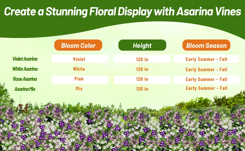 Asarina Scandens Climbing Snapdragon Bloom Season, Height, & Color Chart