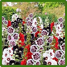 Tall, Vertical Upright Growth of Hollyhock