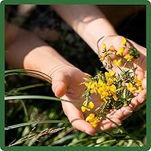 Resilient and Long-Lasting Birdsfoot Trefoil