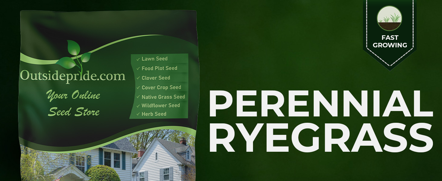 Perennial Ryegrass Seed For Lawns