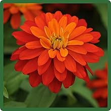 image of flower