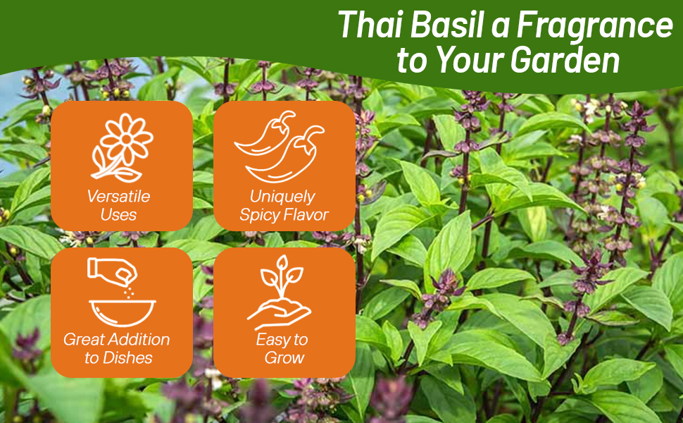 Basil Thai Herb Garden Planted From Seeds