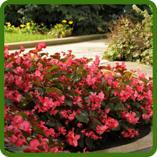 Megawatt Begonia For Shade