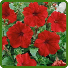 Red Petunia Multiflora Flowers