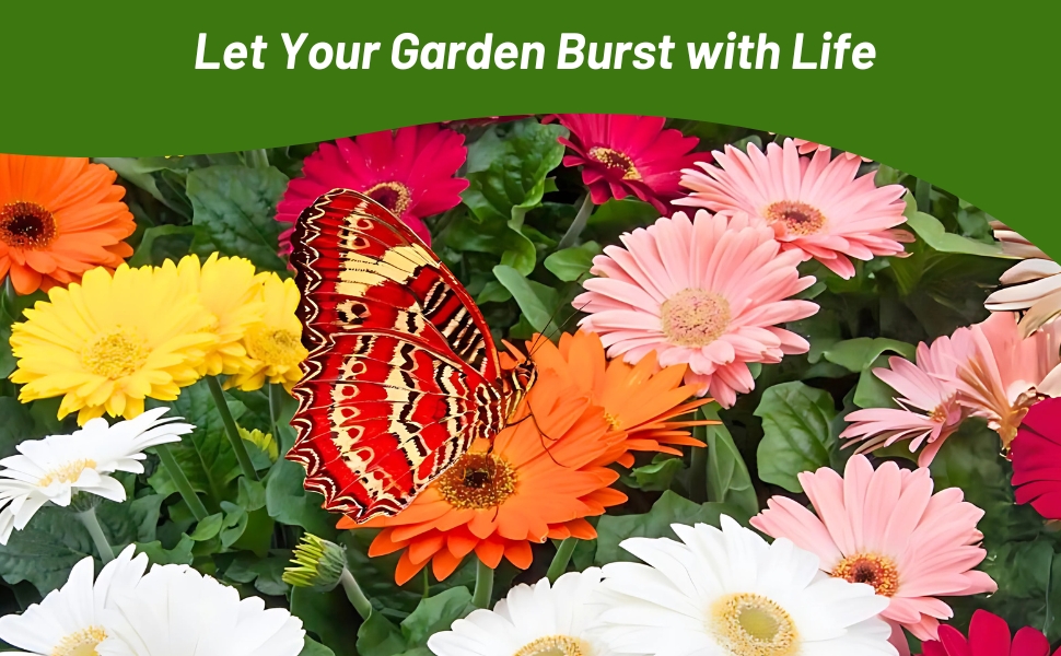 Pollinating Butterfly on Gerbera Flowers