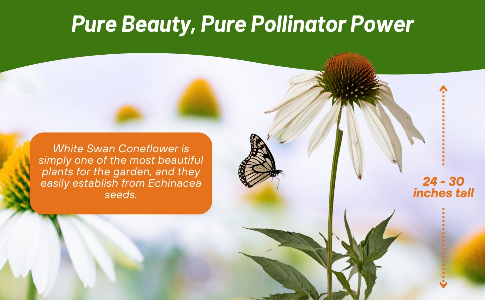 Echinacea White Swan Coneflower Grown From Flower Seeds