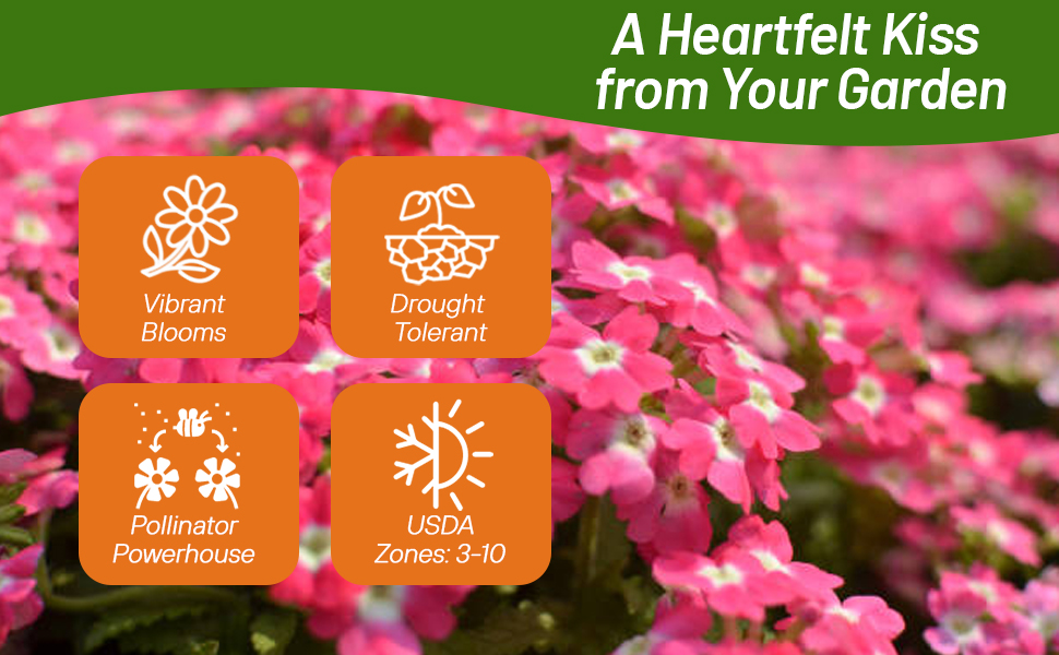 Pollinating Moss Verbena Sweetheart Kisses Flowers